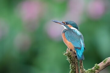 Common kingfisher (Alcedo atthis), female on branch, Hesse, Germany, Europe