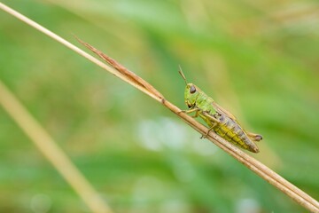 Meadow grasshopper (Chorthippus parallelus) on grass blade, Germany, Europe