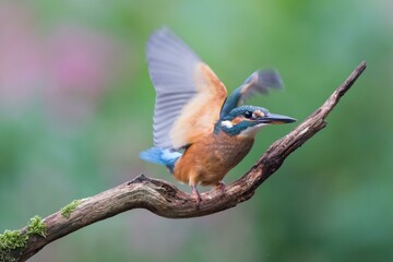 Common kingfisher (Alcedo atthis), female, young bird, taking-off, Hesse, Germany, Europe