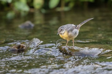 Grey wagtail (Motacilla cinerea), young bird, on stone in a brook bed foraging, Germany, Europe