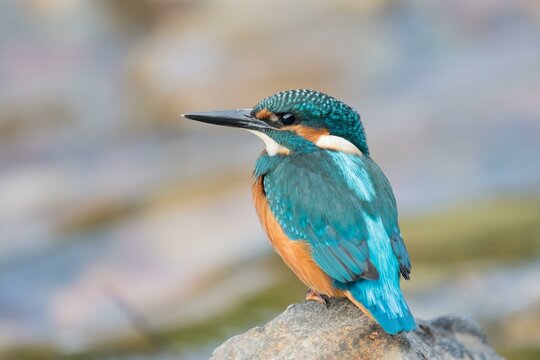 Young Common kingfisher (Alcedo atthis) standing on stone, Hesse, Germany, Europe