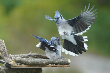 Blue Jays scrapping at the birdfeeder