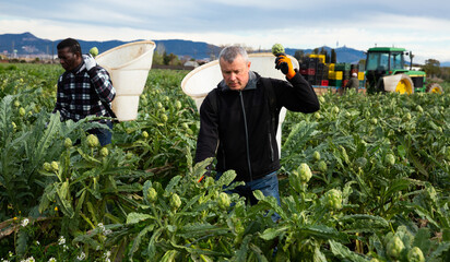 Men professional gardeners picking artichokes in rural outdoor