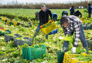 Men professional gardeners during harvesting of celery outdoor