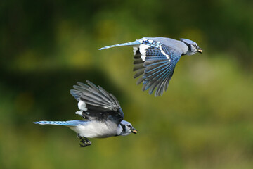 Two Jays flying off feeder 