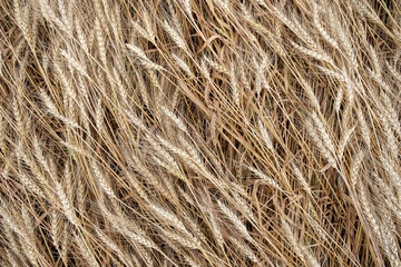 Background of harvest of the ripening ears in the field. Rural scenery. Agriculture concept