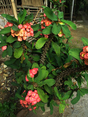decorative flowers in front of the house