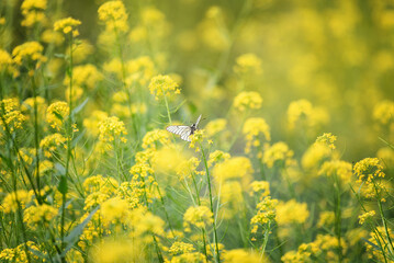 white butterfly among many yellow flowers, on a sunny summer day, selective focus