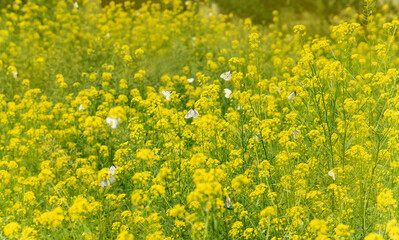 a lot of white butterflies on yellow flowers on a beautiful warm summer day in a clearing. selective focus