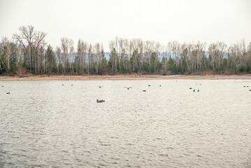 flock of ducks on the river in autumn, selective focus