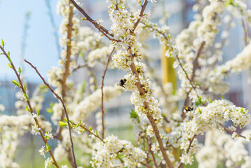 bumblebee on apple or cherry blossoms on a warm spring day in the city, selective focus