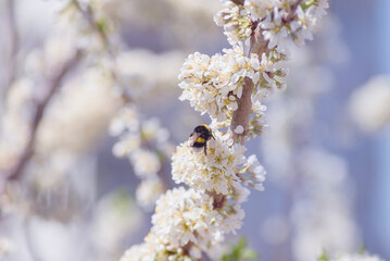 fluffy bumblebee on cherry blossoms in spring , selective focus, delicate tinting, close-up