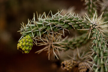 Prickly