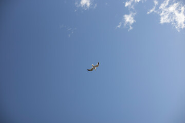 Bird flies. Seagull on blue background.