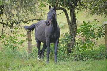 black equine