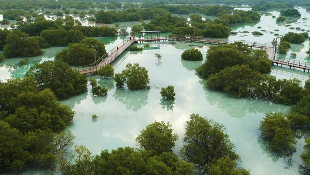 Aerial view of Jubail Mangrove Park, Abu Dhabi, United Arab Emirates.