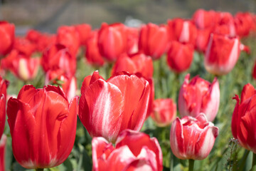 Obraz premium チューリップの花