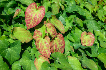 Closeup of green leaves and fresh spring growth leaves with red of a Bishop's Hat, also called Epimedium, as a nature background
