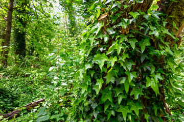 Invasive English Ivy covering a forest floor and growing up trees, as a nature background
