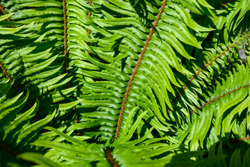 Closeup of new spring growth of sword fern, green texture and pattern, as a nature background
