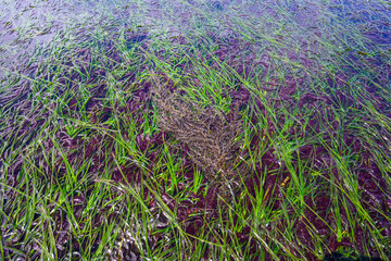 Green, red, and brown seaweeds flowing in seawater at low tide, as a nature background, Golden...