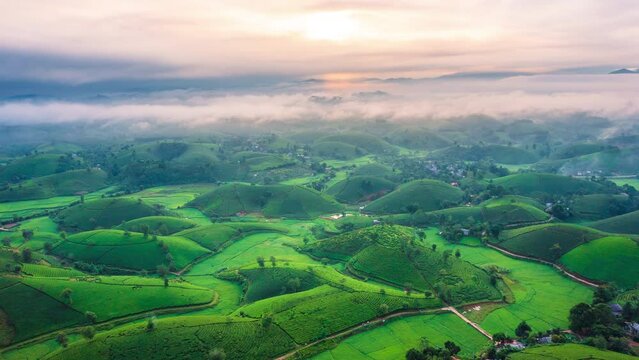 Aerial view of tea plantationand shrouded in mist at Long Coc tea hill, Phu Tho province, Vietnam