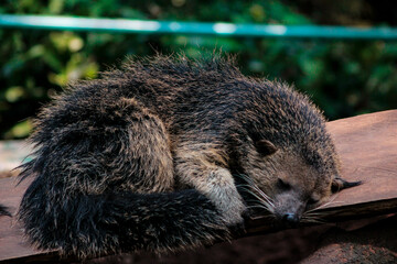Obraz premium Close up the bearcat(Binturong or Arctictis Binturong ) sleeping on a tree in day.