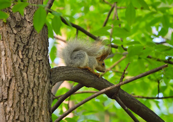 Naklejka na ściany i meble Squirrels in the spring park
