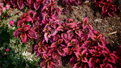 coleus or Coleus atropurrireus Or Red leaves or medicinal plants