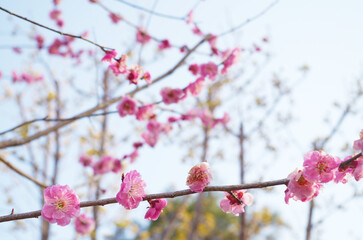 紅梅の花のアップ