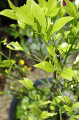 ゆずの葉にいるアゲハの幼虫