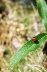 葉の上のてんとう虫