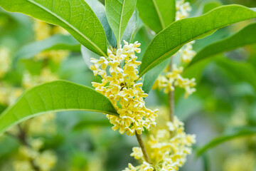 Sweet-Scented yellow osmanthus fragrans bloom in autumn