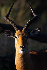 impala antelope in a South African national park