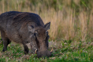 A wart hog grazing on the grasses 