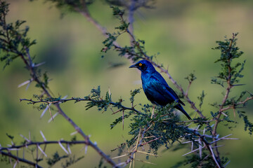Obraz premium bird on branch