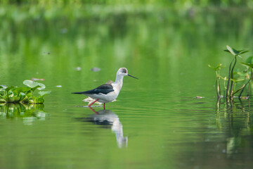 Black-winged Stilt in the water