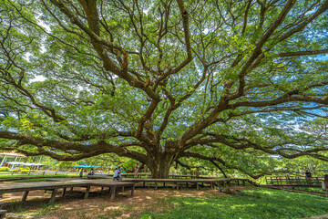 Century-old Giant Rain Tree at Kanchanaburi Thailand