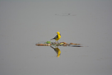 Citrine Wagtail on the water