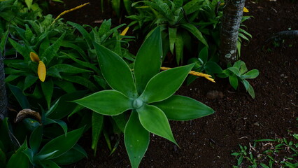 Green leaves that resemble flower petals