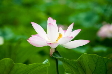 Lotus flowers blooming in summer at the Old Summer Palace in Beijing, China