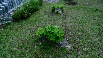 Obraz premium Weeds growing in the garden