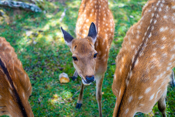 【#奈良】奈良公園の鹿