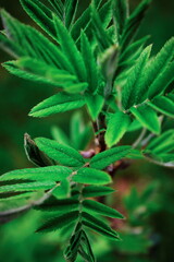 Green leaves leaf out during springtime.