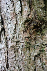Bark of pine or pine, texture
