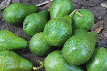 lots of fresh avocado on the ground