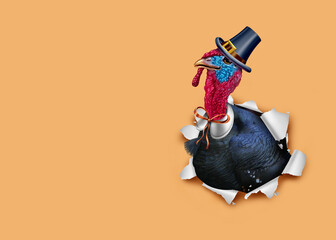 Fototapeta na wymiar Thanks giving turkey background and Thanksgiving Autumn banner as a fall seasonal as a gobbler bursting out of a banner 