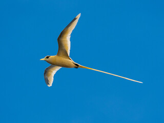 Tropic Bird - Golden Morph