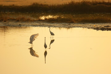 Three white egrets playing on the lake