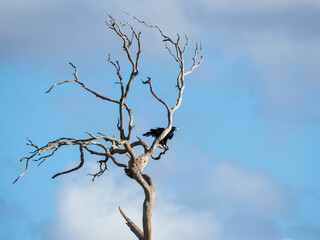 Wedge Tail Eagle in tree
